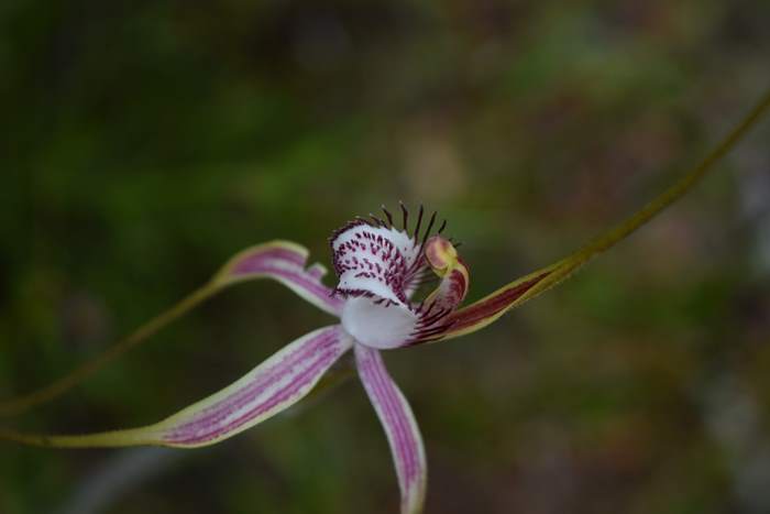 Caladenia - Orchid-spider-0030.JPG